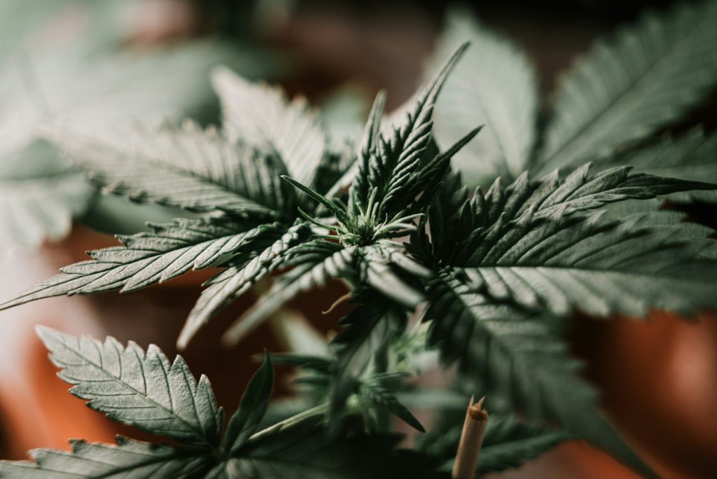cbd